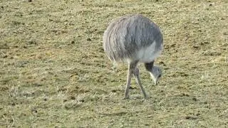 &Ntilde;andus (Rhea pennata)