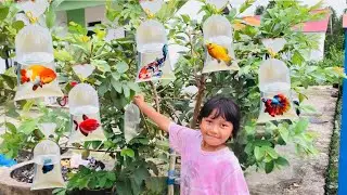 Berburu Ikan Hias di Atas Pohon Ikan Koi, Koki, Cupang, Lele, Belut, Glofish, Ikan Sapu Sapu
