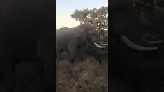 Wild bull elephant