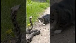 BRAVE Dog Saves Cat From SNAKE ATTACK! 🐍
