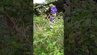 Oh I love purple flower #amazing #flowers #ihavethisthingwithplants