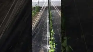 2018 Garden in High Tunnel by Ron Lindell