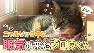 【睡魔】ニャルソック中に睡魔に襲われるジロウくん　Jiro is overcome by sleepiness during Nyarsouk.