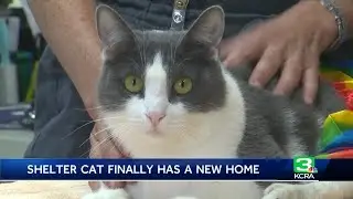 Animal with longest stay on adoption list at Stockton shelter finds new home
