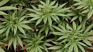 &bull;Seguimiento De Planta Gelato #47 Del Banco Positronics Seeds.