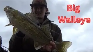BIG Walleye on the St. Lawrence River! (Limit)