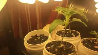 First Grow Ever: Days 1-11 of Super Silver Haze
