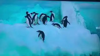 Penguins   HD 1080p