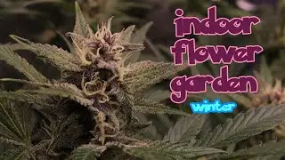 Indoor Flower Garden - How to Grow Flowers #organic #easy #garden #nightowl #sweetseeds #mephisto