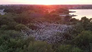 Roosting Colonies of Egrets & Herons - What Makes them Unique