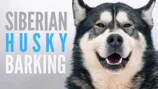 Siberian Husky Barking Sound Effect (SFX). Husky Bark on Full Volume