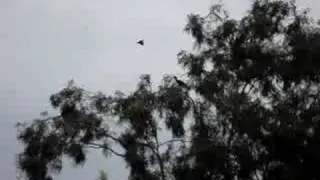 Call of Ibis