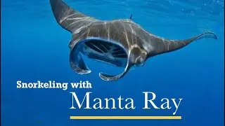 Snorkeling with Manta Ray | Komandoo 2019 #maldives #manta 