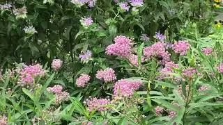 20230722 South Philly flower garden and kayaking lake in FDR park S2900002