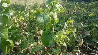 పిప్పలి... Pipla mool plant..ganthoda