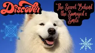 Discover the Secret Behind the Samoyed's Smile
