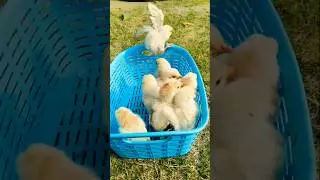 Baby Chicks Chirping ASMR 🐣#adorablechicks #birdsounds #babychicks #babybirds #asmrsounds #chirping
