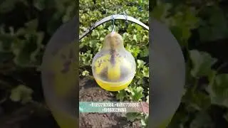 Maxphil Insect Trap . It's an innovative approach to pest management in agriculture! 🌾🪰 #farming