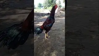 #aseelmurga #aseel #murga #rooster #birds 🐓🐓🐓🐓🐔🐔🐔🐔