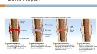 Skeletal Development and Repair Lecture