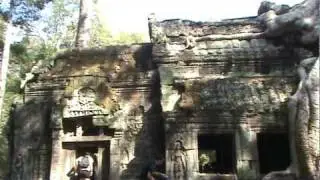 Sound of Cambodian cicada Angkor Wat