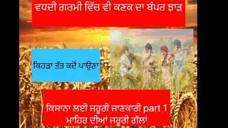 ਵਧਦੀ ਗਰਮੀ ਕਣਕ ਦਾ ਪੂਰਾ ਝਾੜ  part 1 | Wheat whole information ।  Hot climate wheat full production |