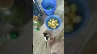 Поймали воришку/Little thief caught #pets #hobby
