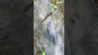 🎣 Fishing for LIFE in a Desi Village | A Day of Traditional Fishing in Rural Life 🌾 Village Ltd