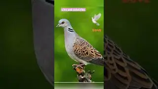 Natural life , Birds #dove #birdlovers #dovesound
