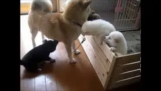 柴犬の赤ちゃん5匹9　ちょっとまって～