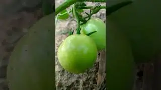 process to ripe tamatoes 🍅 #youtubeshorts #youtubegreenscreen