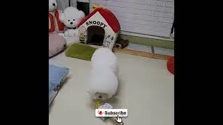 Funny Dog 🐕 Reactions To Weird Things - Try Not To Laugh 😂 #shorts #funnydog