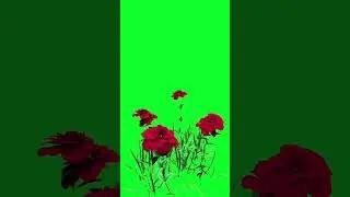 RED ROSE || GREEN SCREEN || CHROME KEY || CONTENT FOR CREATORS