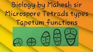 Microspore tetrads