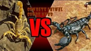 Escorpião Amarelo VS Escorpião Preto (Tityus Serrulatus VS Tityus Bahiensis) Combate Animal
