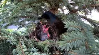 Cat comes to the Robin nest and takes one Grackle