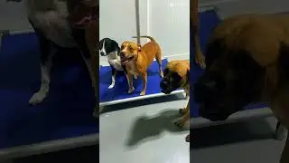 Dogs having fun at daycare