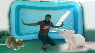 chohay swimming pool kha gay 🐁 😭 pool repair tape