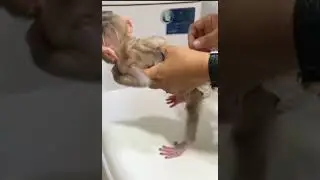 Baby monkey cleaned up on the toilet🐒🛁 #BabyMonkey #MonkeyLove #CuteAnimals #FYP #AnimalMoments