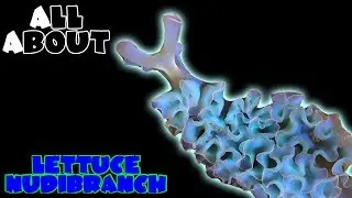 All About The Lettuce Nudibranch or Sea Slug
