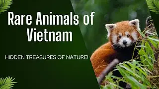 🐾 Rare Animals of Vietnam &ndash; Hidden Treasures of Nature! 🌿