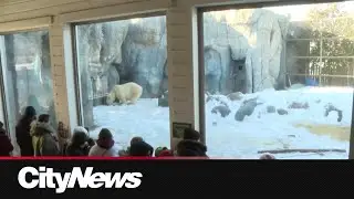 How the Toronto Zoo keeps animals comfortable in the cold