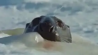 Mating Seal Sets Sights on Mother Seal and Her Cute Baby Cub | BBC Studios