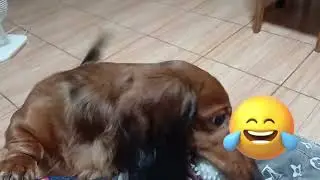 Dacshund hindi marunong sumuko