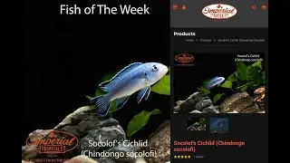 Socolof's Cichlid (Chindongo socolofi) #imperialtropicals