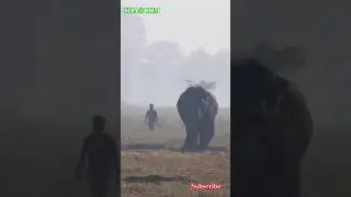 WILD  ELEPHANTS HERD & People #elephant #travel #safari #wildlife #elephantworld #animals #nature 🩷🐘