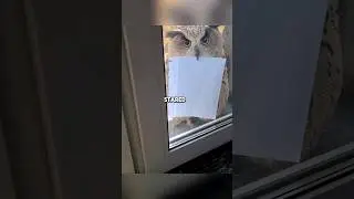 Эта сова принесла что-то неожиданное 😮 #шорты #сова #смешно