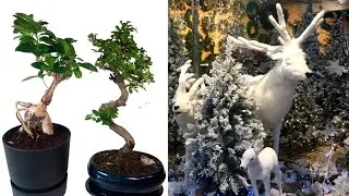 Intratuin: bonsai bomen + winterbloeiers kopen