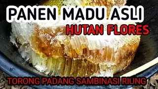Panen Madu Flores di Hutan Torong Padang Sambinasi Riung