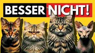Die 4 GEF&Auml;HRLICHSTEN Katzenrassen f&uuml;r Erstbesitzer &ndash; NIEMAND sagt dir WARUM